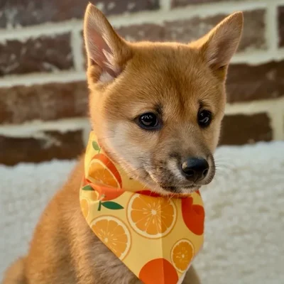 Female Shiba Inu puppy for sale at Shake A Paw Union.