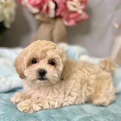 Male Shih Tzu / Poodle puppy for sale at Shake A Paw Green Brook.