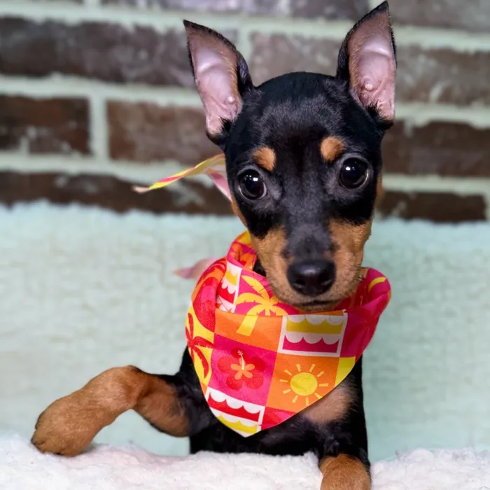 Female Miniature Pinscher puppy for sale at Shake A Paw Union.