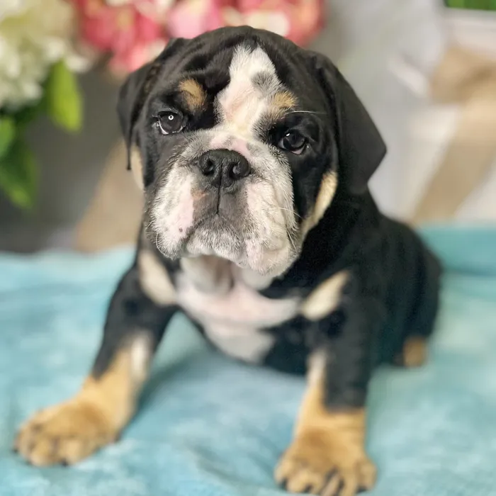 Male English Bulldog puppy for sale at Shake A Paw Green Brook.