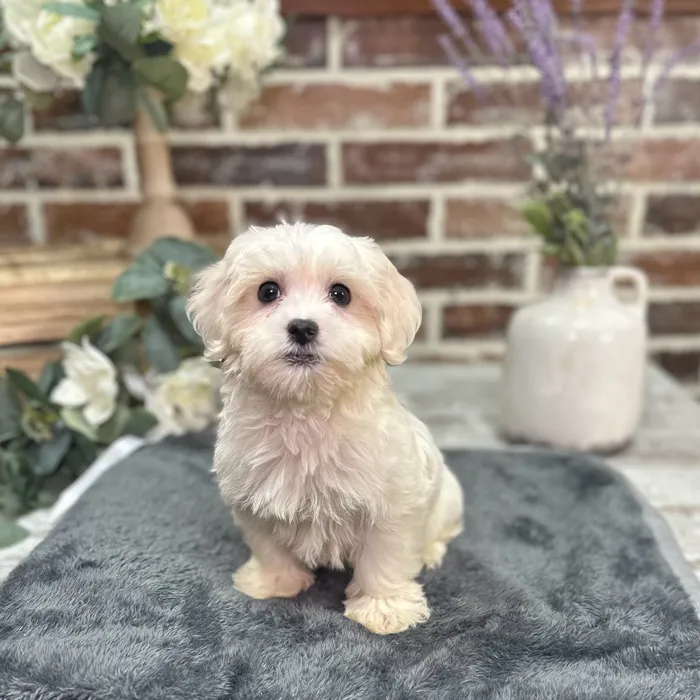Male Coton De Tulear puppy for sale at Shake A Paw Union.