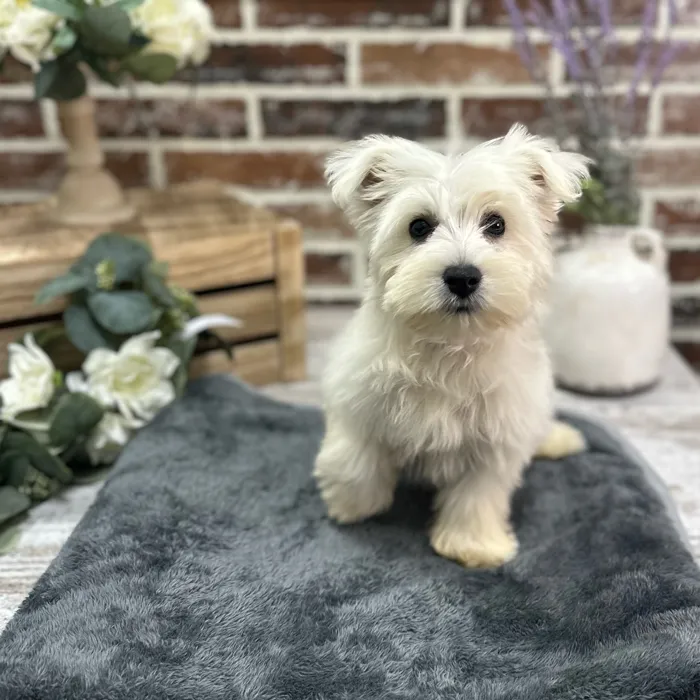 Female West Highland White Terrier puppy for sale at Shake A Paw Union.