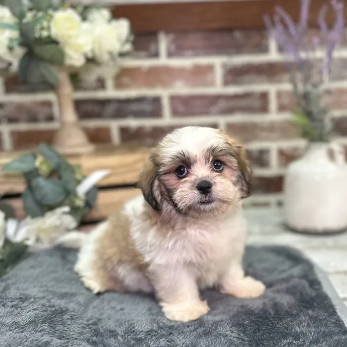 Female Shih Tzu / Bichon puppy for sale at Shake A Paw Union.