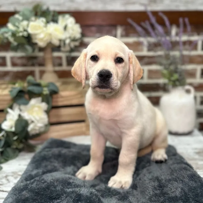Female Labrador Retriever puppy for sale at Shake A Paw Union.