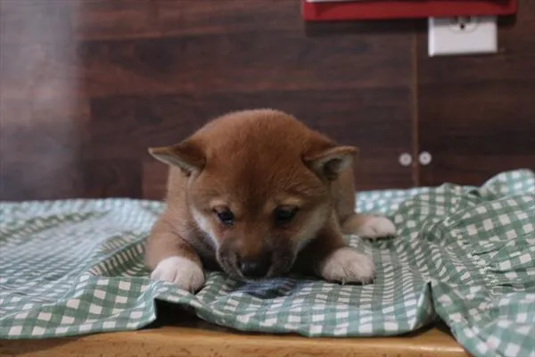 Female Shiba Inu puppy for sale at Shake A Paw Union.