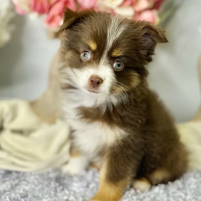 Female Mini Australian Shepherd puppy for sale at Shake A Paw Green Brook.