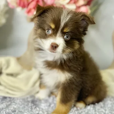 Female Mini Australian Shepherd puppy for sale at Shake A Paw Green Brook.