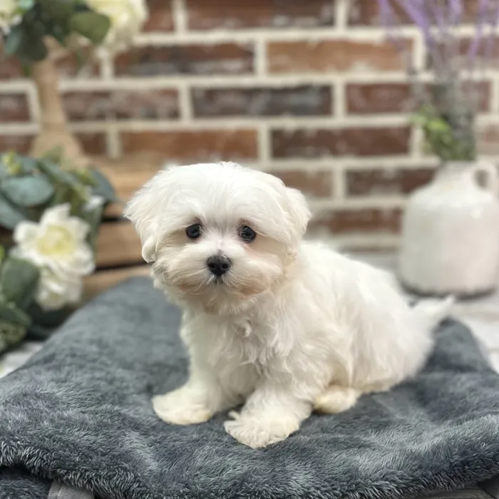 Male Maltese puppy for sale at Shake A Paw Union.