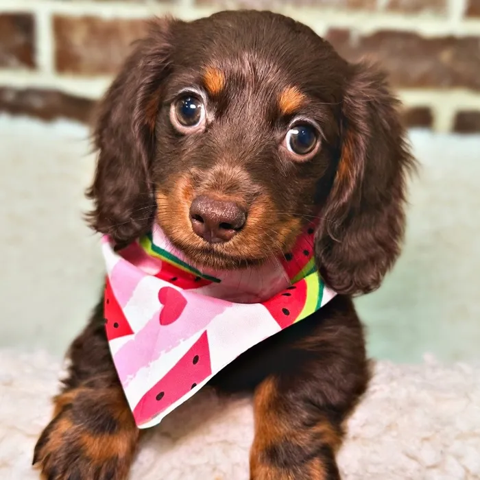 Female Dachshund puppy for sale at Shake A Paw Union.