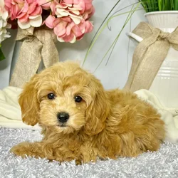 car_main_img_/media/ap_media/pets/DYFJHNCQPSKY40130.webp.250x250_q85.webp