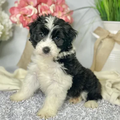 Male Mini Aussiedoodle puppy for sale at Shake A Paw Green Brook.