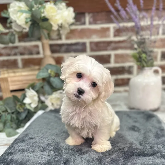 Male Coton De Tulear puppy for sale at Shake A Paw Union.