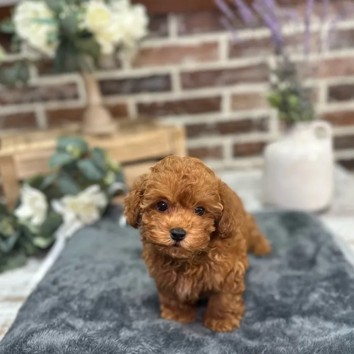 Male Bichon / Poodle puppy for sale at Shake A Paw Union.