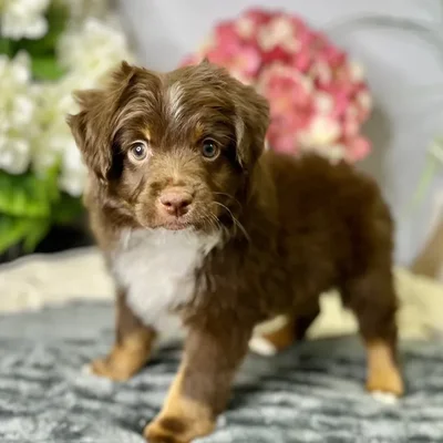 Male Mini Australian Shepherd puppy for sale at Shake A Paw Green Brook.