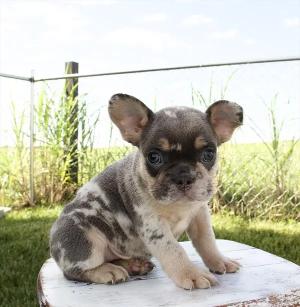 Male French Bulldog puppy for sale at Shake A Paw Union.