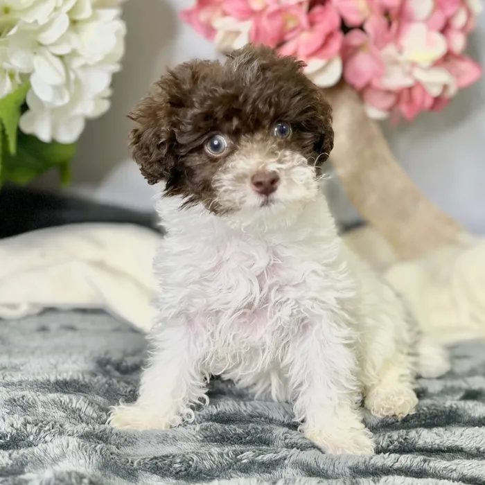 Female Poodle puppy for sale at Shake A Paw Green Brook.