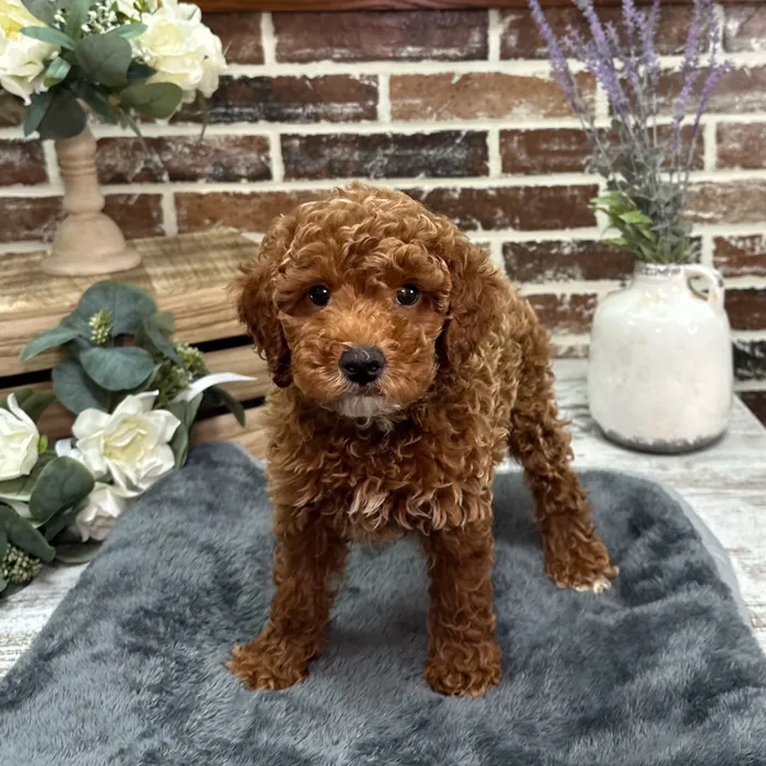 Male Poodle puppy for sale at Shake A Paw Union.
