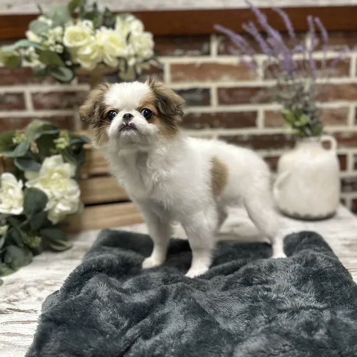 Female Japanese Chin puppy for sale at Shake A Paw Union.