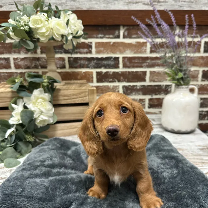 Female Dachshund puppy for sale at Shake A Paw Union.