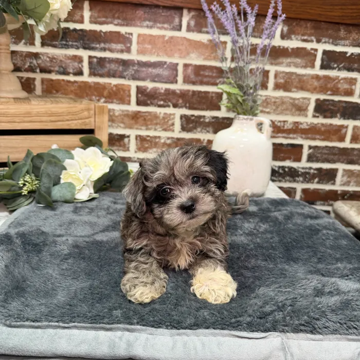 Male Shih Tzu / Poodle puppy for sale at Shake A Paw Union.