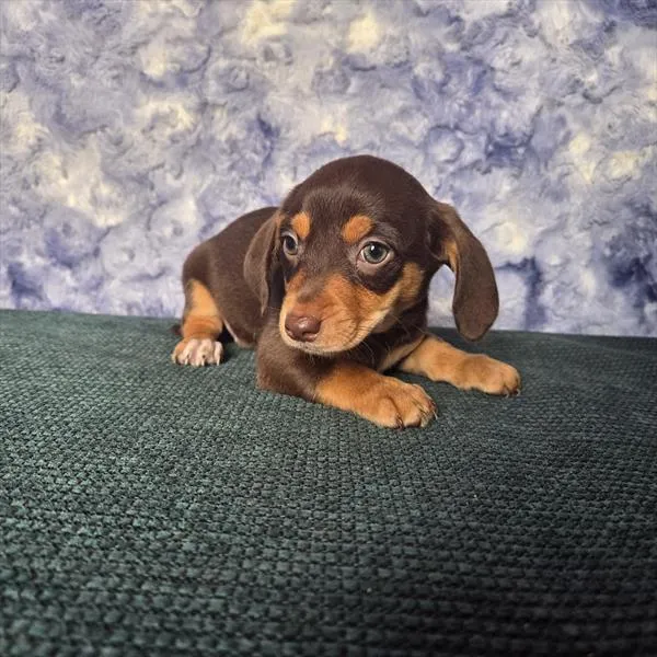 Female Chiweenie puppy for sale at Shake A Paw Union.