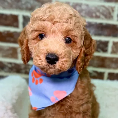 Male Cockapoo 2Nd Gen puppy for sale at Shake A Paw Union.