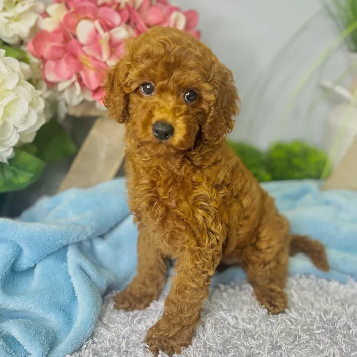 Male Cavapoo 2Nd Gen puppy for sale at Shake A Paw Green Brook.