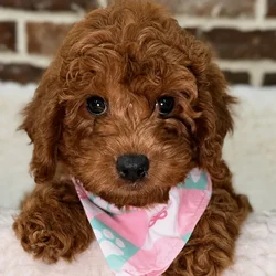 Female Cavapoo 2Nd Gen puppy for sale at Shake A Paw Union.