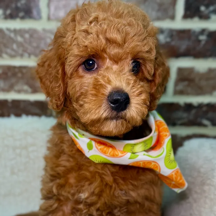 Male Mini Goldendoodle 2Nd Gen puppy for sale at Shake A Paw Union.
