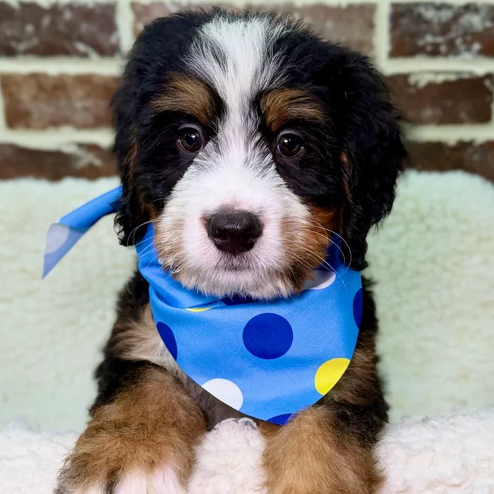 Male Bernedoodle puppy for sale at Shake A Paw Union.