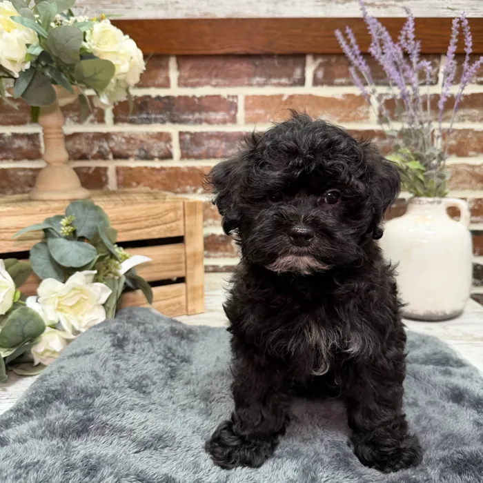 Male Shih Tzu / Poodle puppy for sale at Shake A Paw Union.