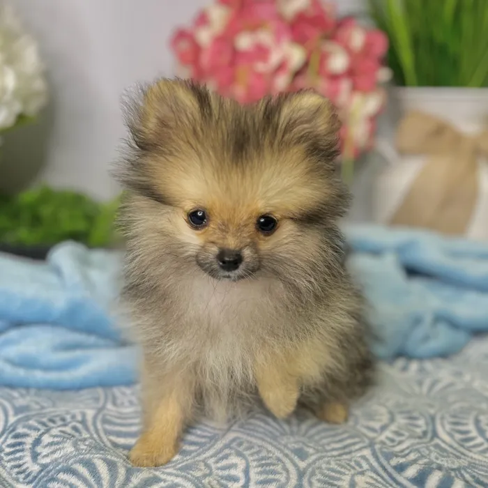 Female Pomeranian puppy for sale at Shake A Paw Green Brook.