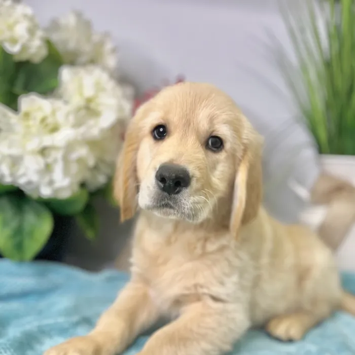 Male Golden Retriever puppy for sale at Shake A Paw Green Brook.