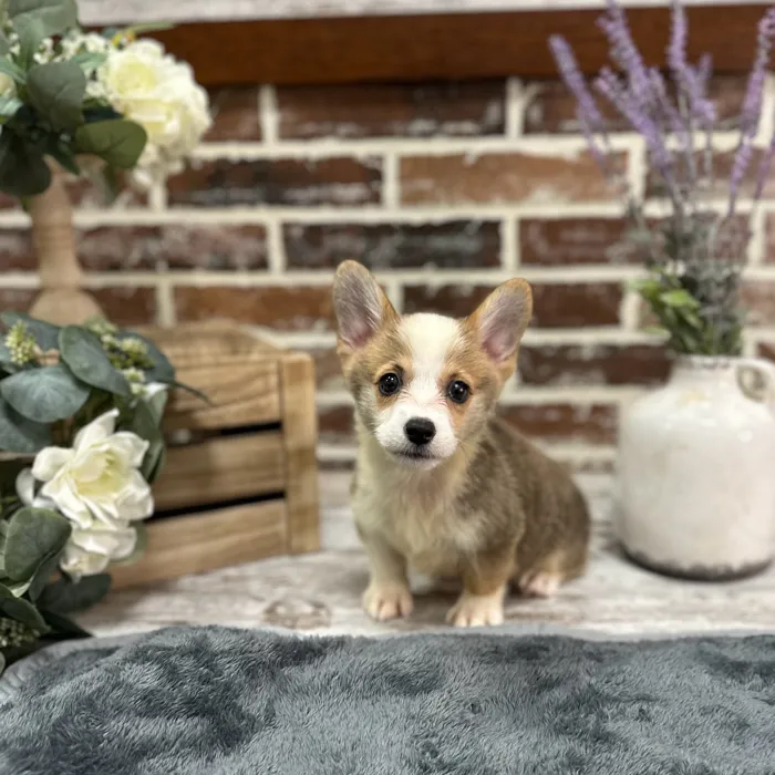 Female Pembroke Welsh Corgi puppy for sale at Shake A Paw Union.