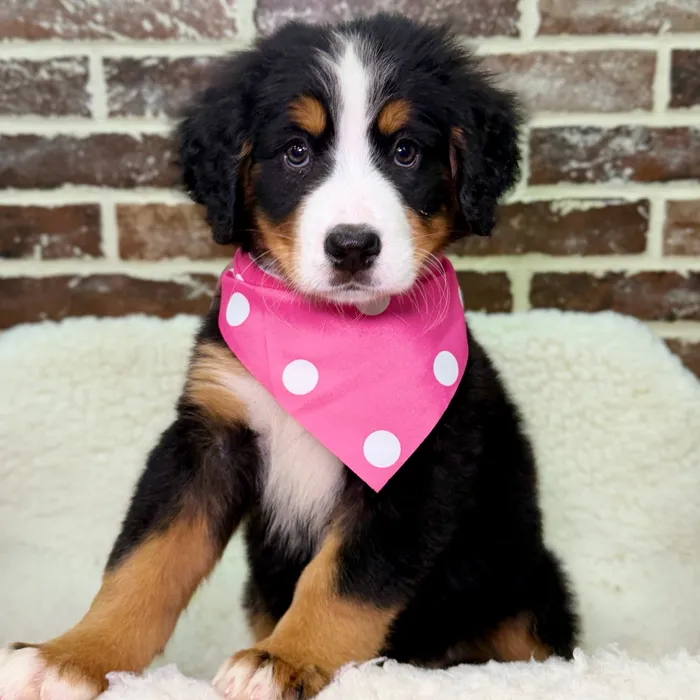 Female Bernese Mountain Dog puppy for sale at Shake A Paw Union.