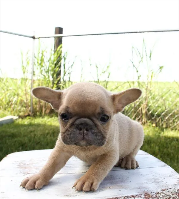 Female French Bulldog puppy for sale at Shake A Paw Union.