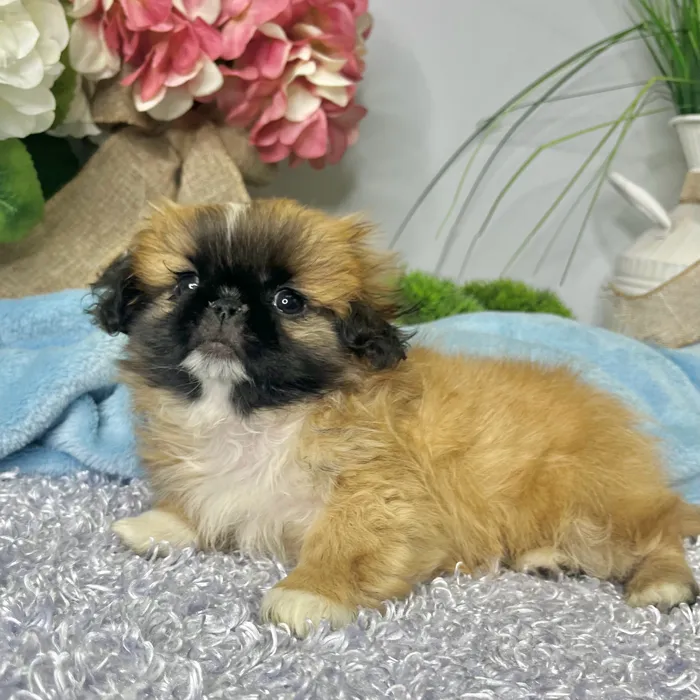 Male Pekingese puppy for sale at Shake A Paw Green Brook.