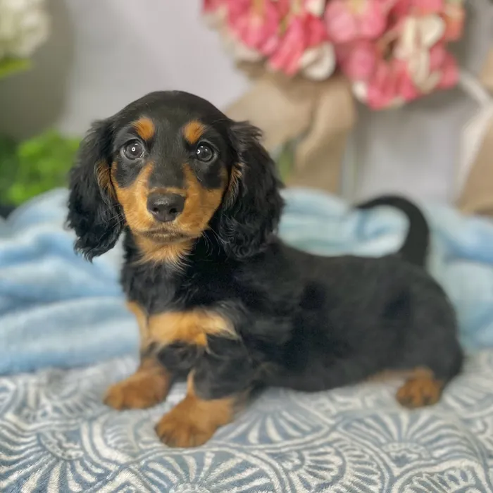 Female Dachshund puppy for sale at Shake A Paw Green Brook.