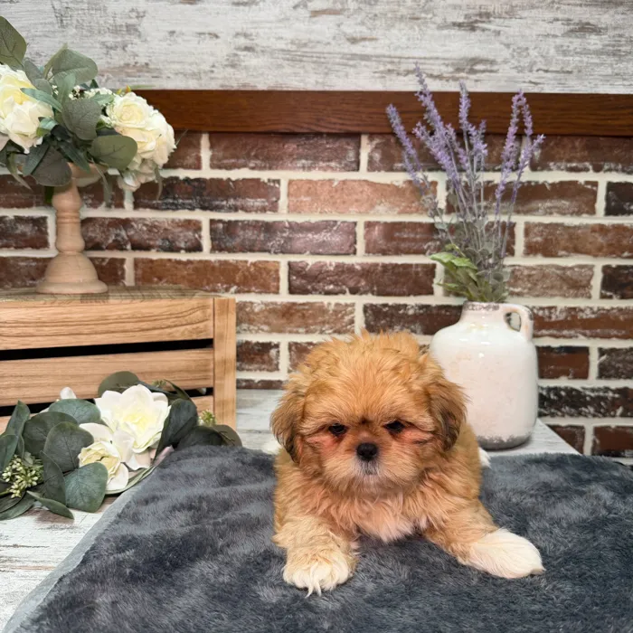 Male Shih Tzu puppy for sale at Shake A Paw Union.