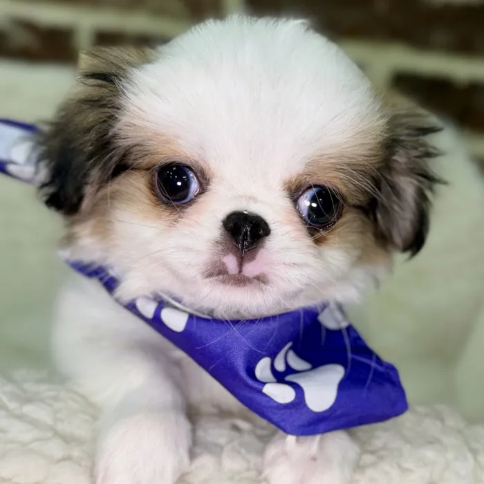Female Japanese Chin puppy for sale at Shake A Paw Union.