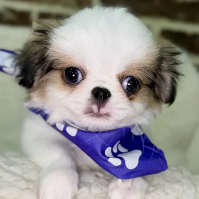 Female Japanese Chin puppy for sale at Shake A Paw Union.
