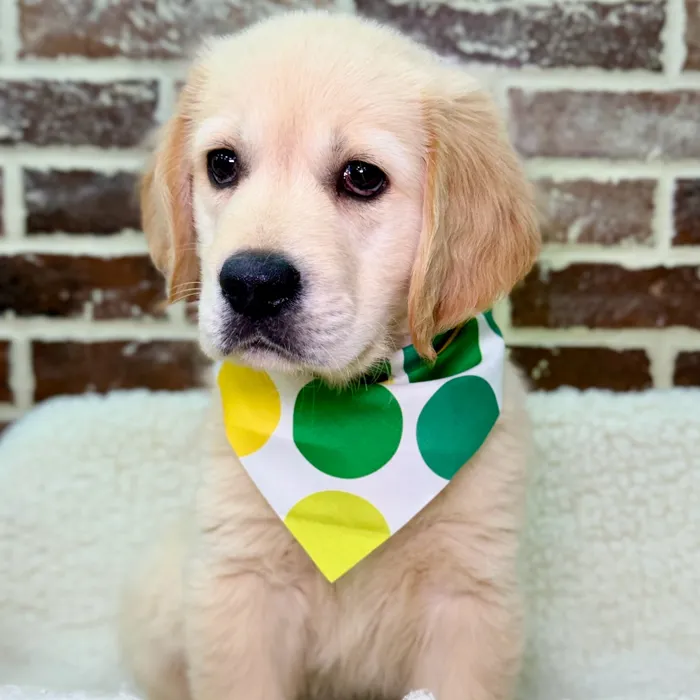 Male Golden Retriever puppy for sale at Shake A Paw Union.