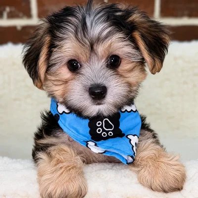 Male Maltese / Yorkie puppy for sale at Shake A Paw Union.