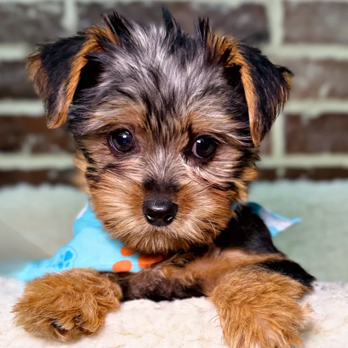 Male Yorkshire Terrier puppy for sale at Shake A Paw Union.