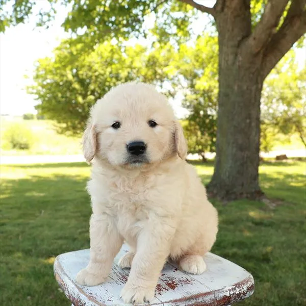 Female Golden Retriever puppy for sale at Shake A Paw Union.