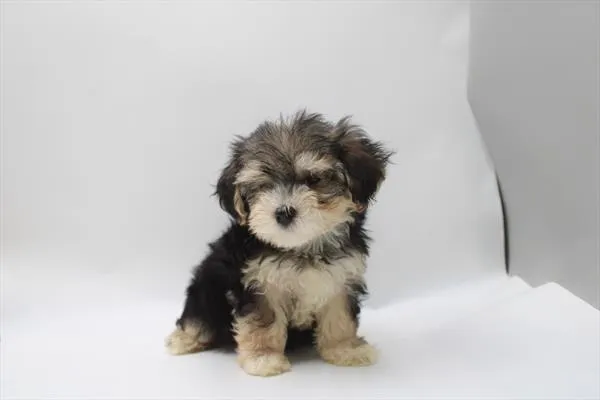 Male Maltese / Yorkie puppy for sale at Shake A Paw Green Brook.