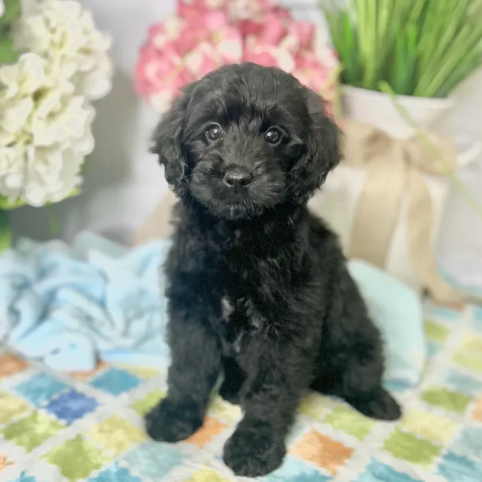 Female Mini Goldendoodle puppy for sale at Shake A Paw Green Brook.
