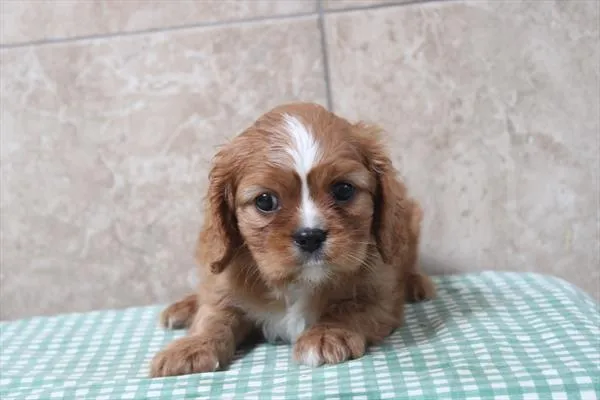 Male Cavalier King Charles Spaniel puppy for sale at Shake A Paw Union.