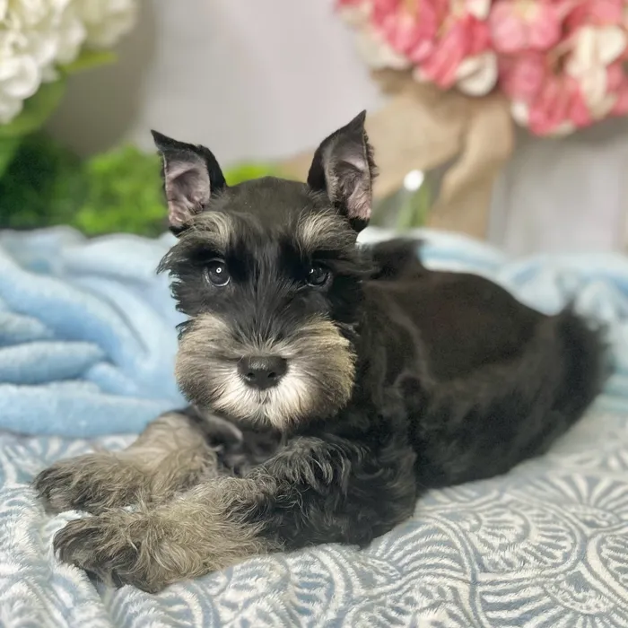 Female Mini Schnauzer puppy for sale at Shake A Paw Green Brook.