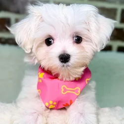 Female Maltese puppy for sale at Shake A Paw Union.